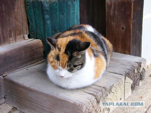 Котовторнику Да (09.12.08)