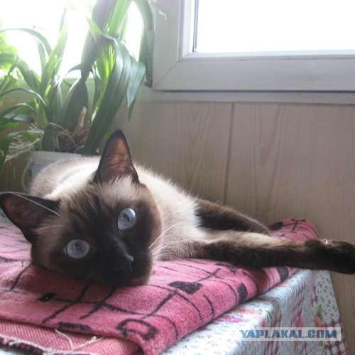 Котовторник (06.01)