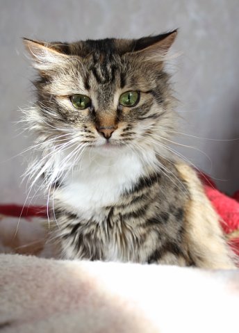 It's Catursday Fever! (Котовторник)