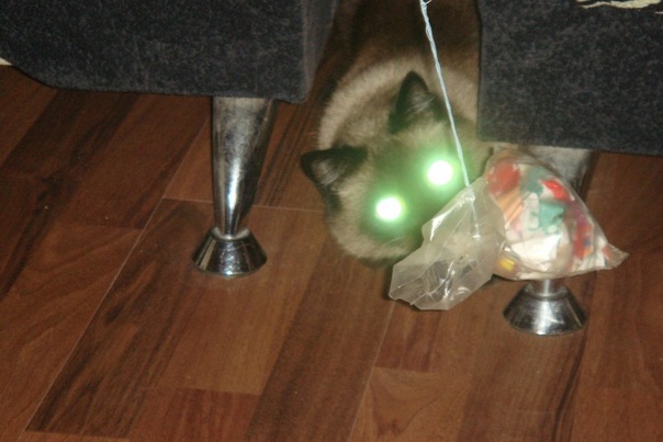 Котовторник  07.06.11
