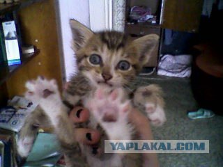Ну и где ваш котовторник?