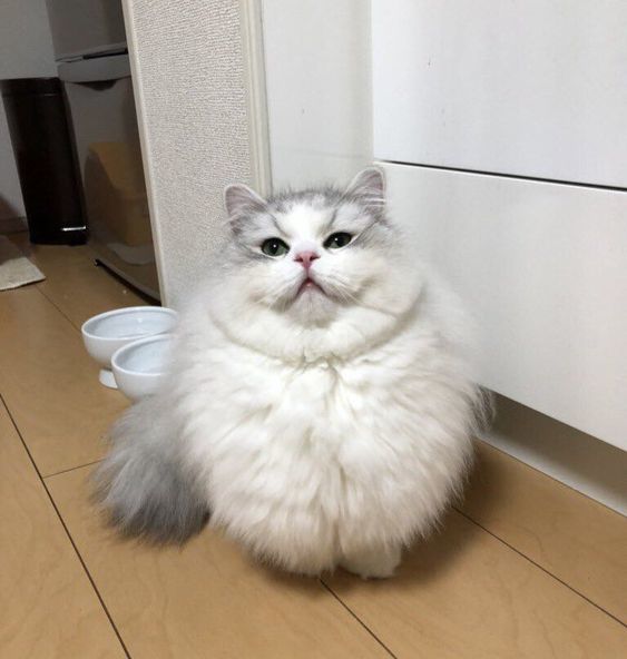 Прикольных котов пост