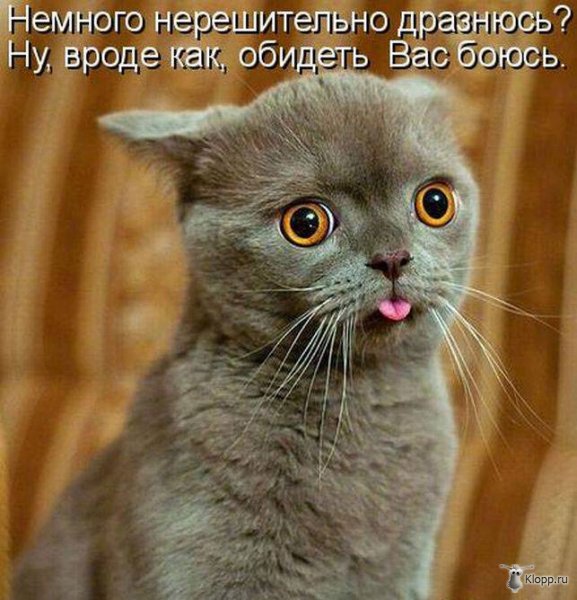 Котовторник (31.01.2012)