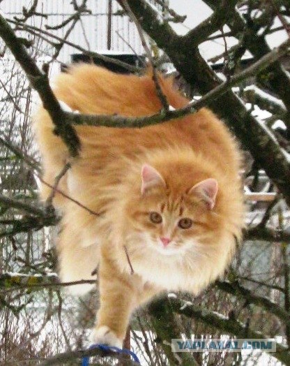 Котовторник  от 3.04.2012