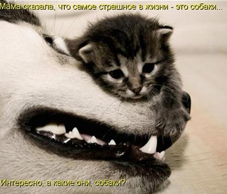 Собака-партизан
