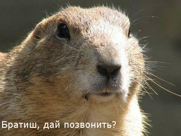 Суслик ворюга