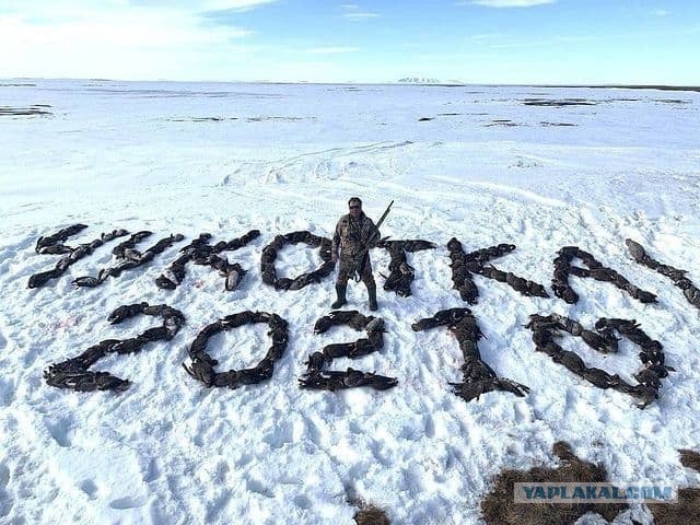 На Чукотке охотник выложил надпись из сотни убитых птиц и сделал фото