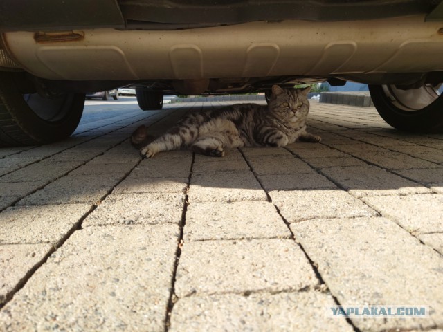 Котовторник. Немного сицилийских котов.