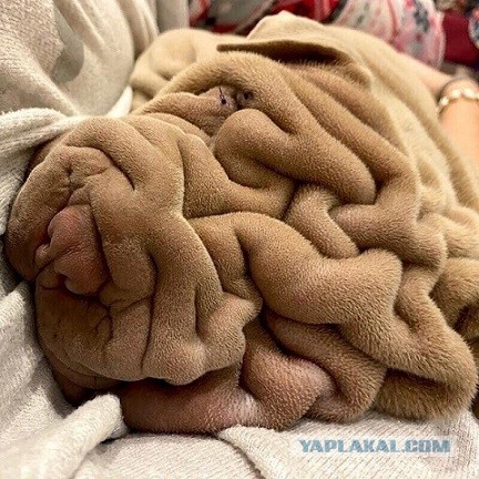 Все мужики одинаковые