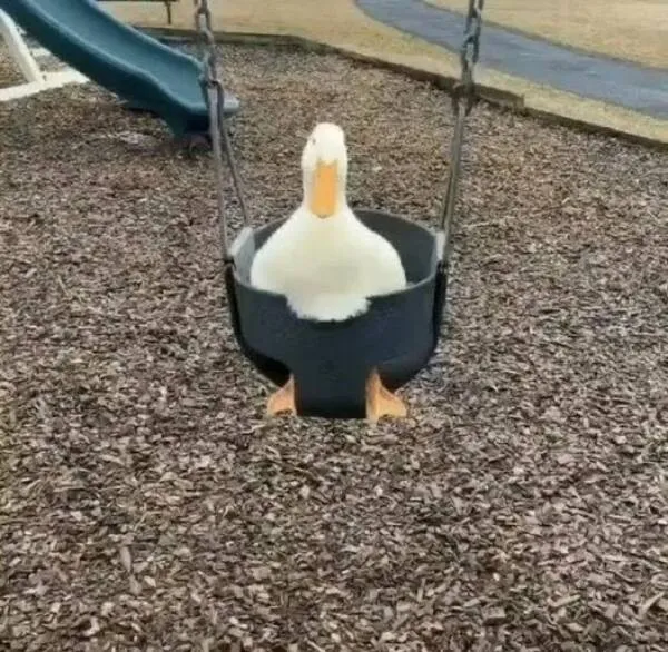 ФотоВинегрет