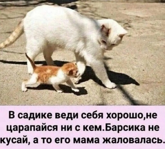 Подборка картинок-баянов с котиками и про котиков. Выпуск 21