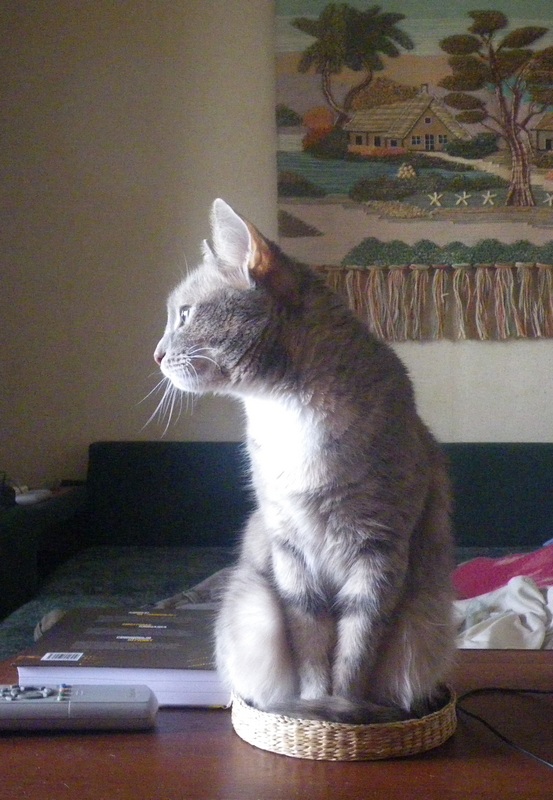 17 лет Коту ( примерно)