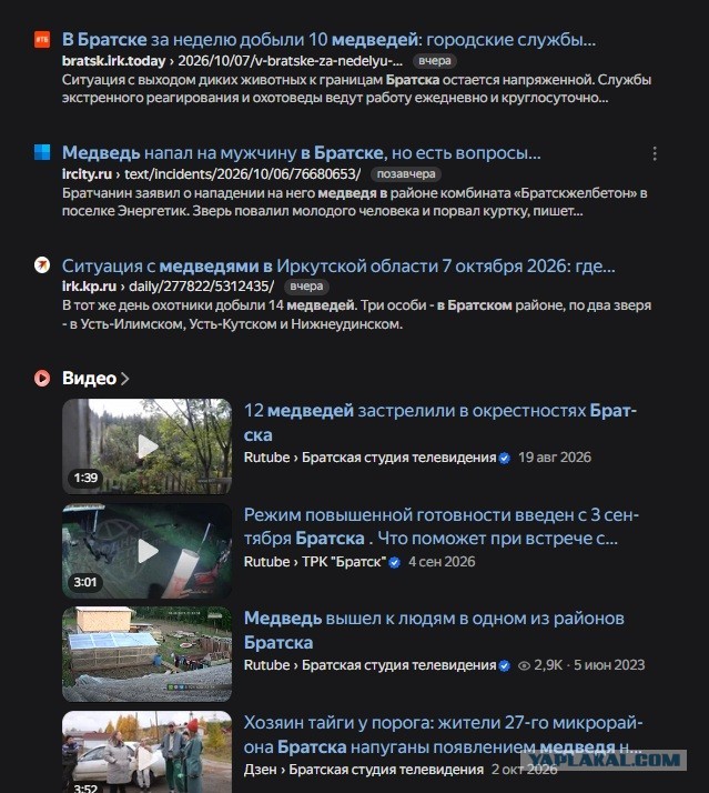 Медведи канибалы в Сибири. 18+