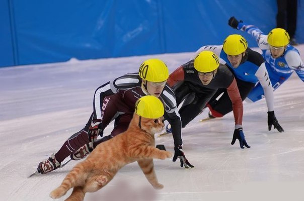 Этой олимпиаде не хватает котиков.