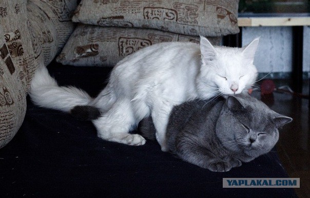 Котовторник  25.03.2014