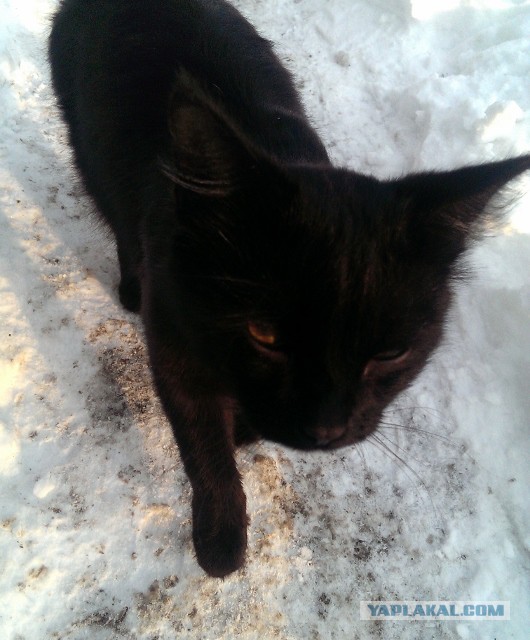 Котовторник 01.04.2014