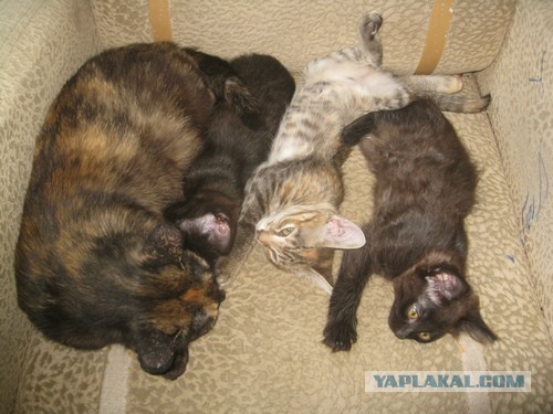 Котовторник  08.07.2014