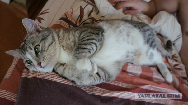 Нашел себе кота на свою голову