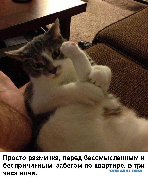 Котейка любит так держать свои лапки