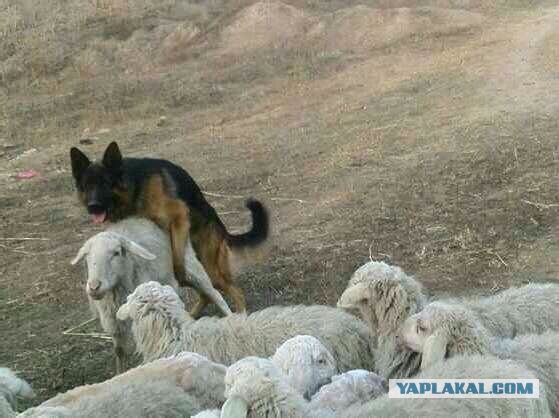Овца родила потомство от кавказца