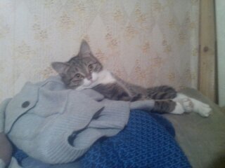 Котовторник 19.08.2014