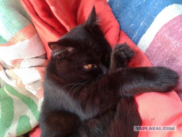 Котовторник 21.10.2014