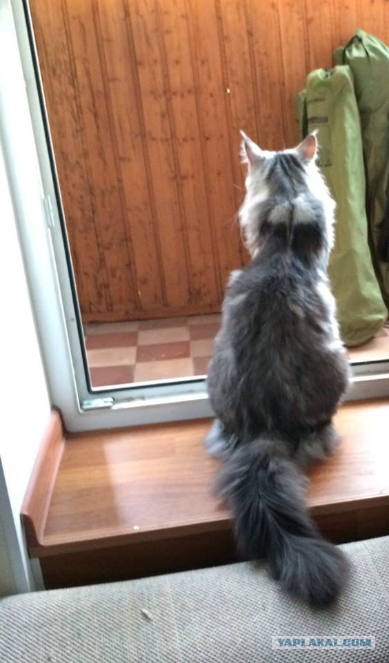 Котовторник 23.12.2014