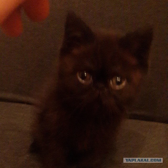 Котовторник 27.01.2015