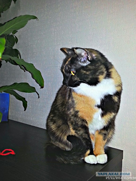 Котовторник