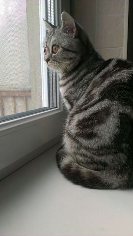 Котовторник