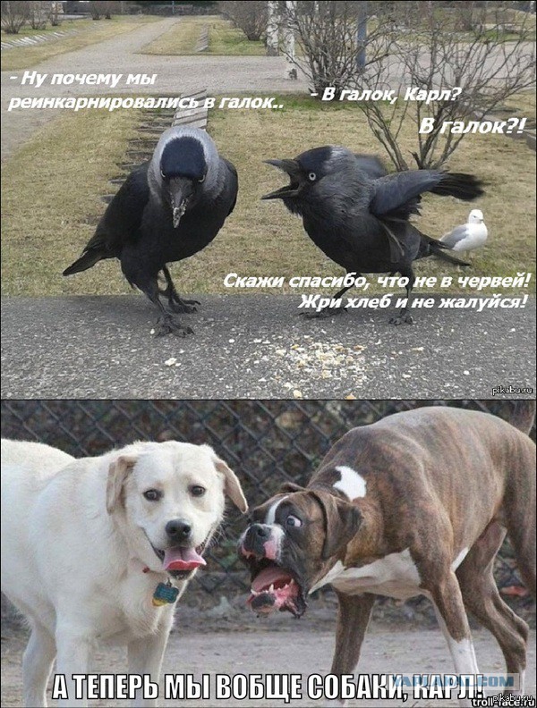 Подборка веселостей из сети