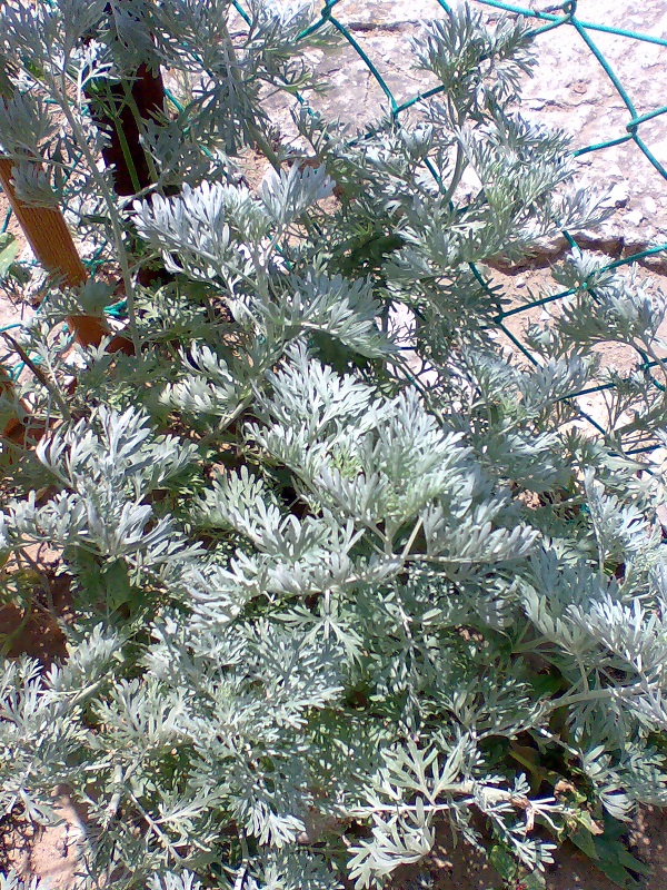 Чёрная петуния.