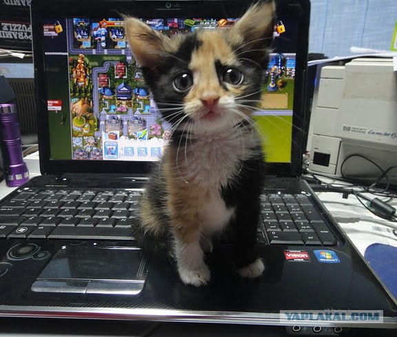 Кот отнял...