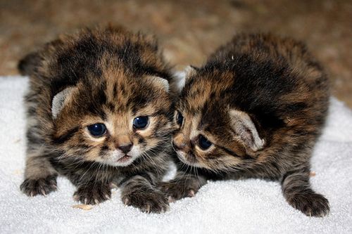 Самая маленькая дикая кошка