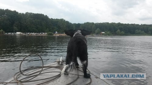 Собакочетверг