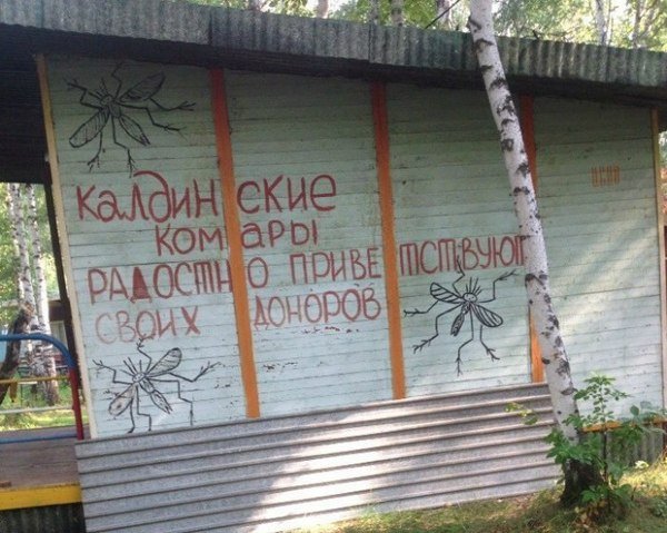 Прикольные картинки