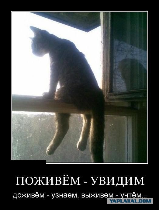 Кошки и другие