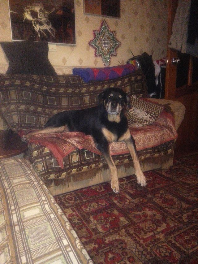 Мы взяли собаку из приюта. Личный опыт