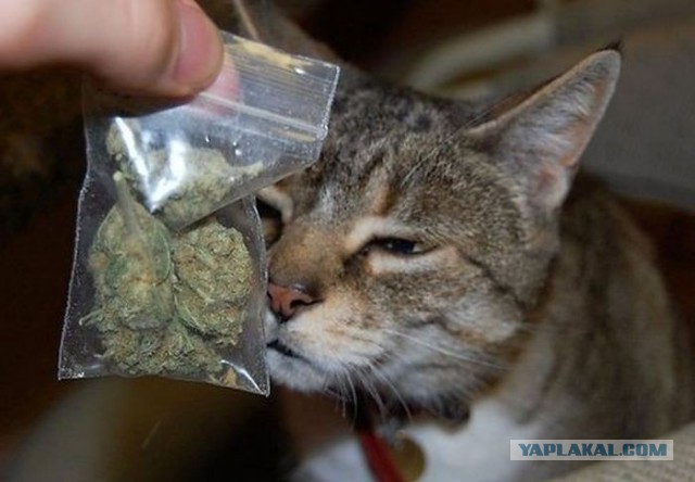 Что на самом деле говорил кот Матроскин