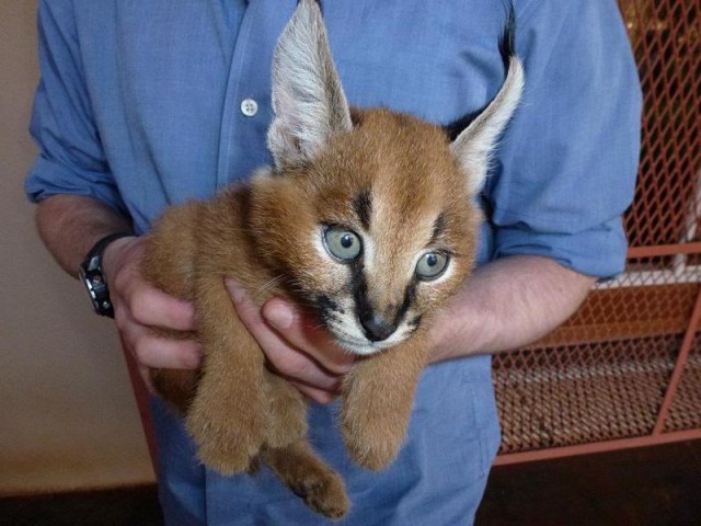Демы к котовторнику!