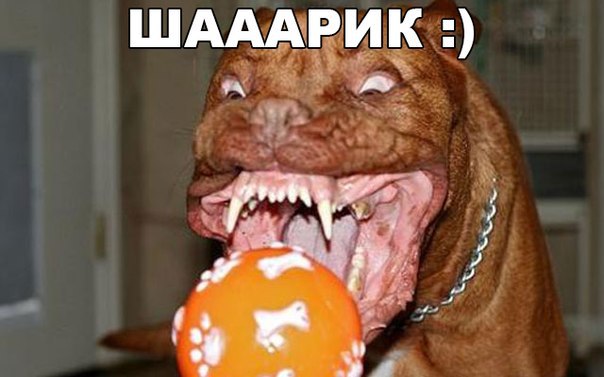 Мохнатые беспредельщики