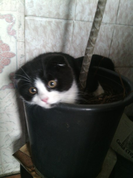 Прикольные животные