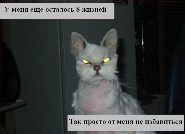 Котовторник на ЯПе (29.01)