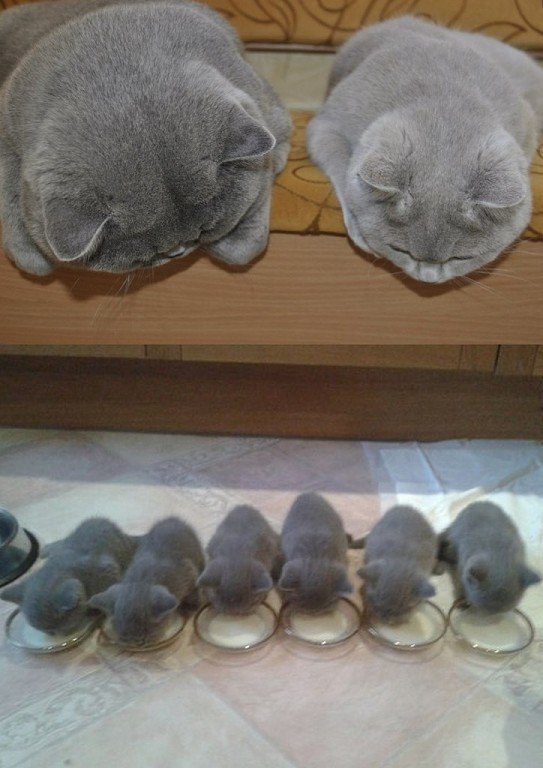 Коты из сети