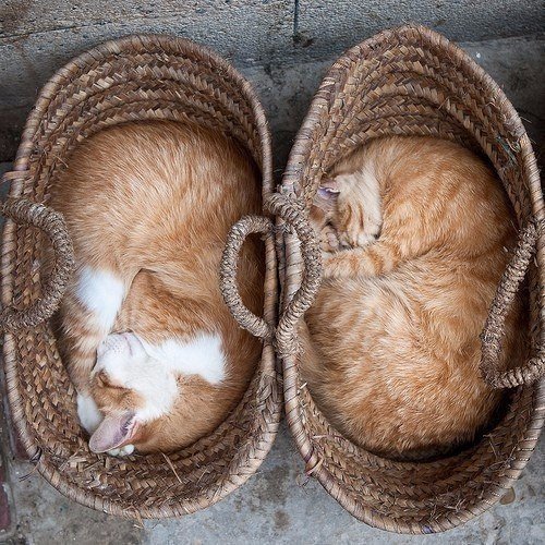 Коты из сети