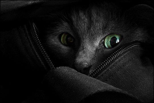 Коты из сети