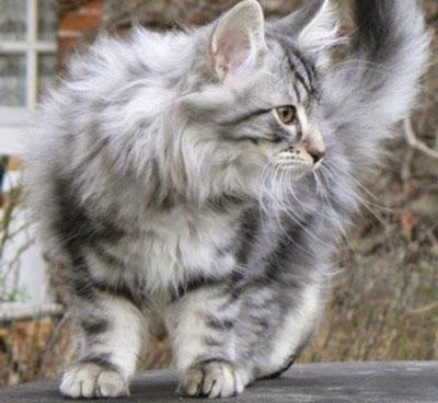 Коты и Кошки