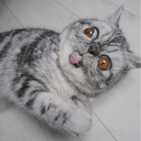 Коты и Кошки