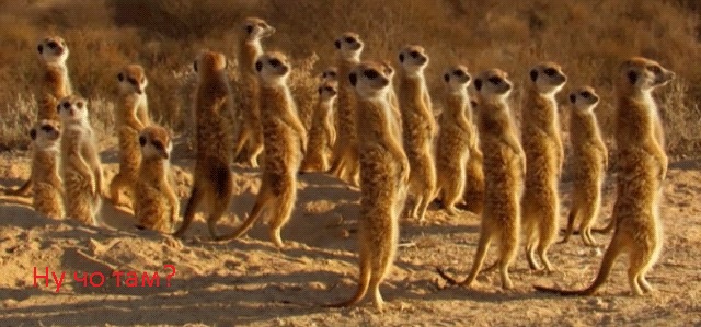 Привёл в дом засранку