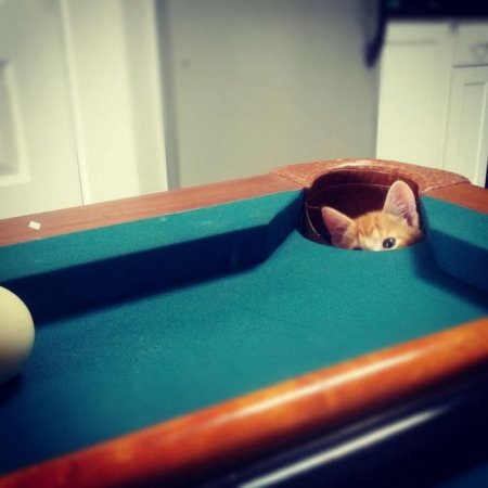 Прикольных котов пост